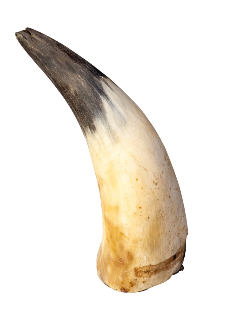 Róg wołowy